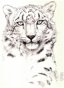 Snow Leopard note card